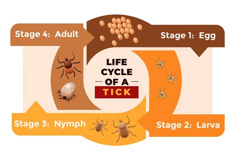 The Life Cycle of Hard Bodied Ticks | TickSafety.com