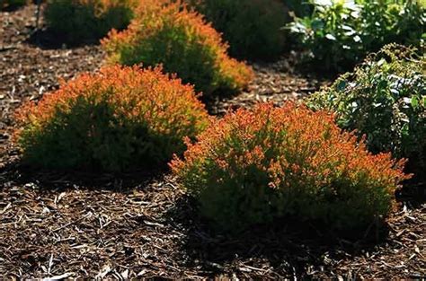 Dwarf Evergreen Shrubs Full Sun Zone 7 / One alternative is to select dwarf evergreen shrubs for ...