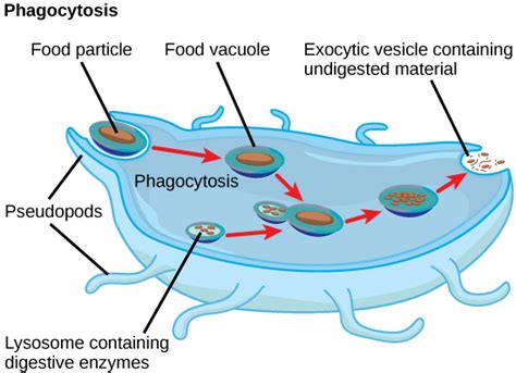 Lysosome Vs Vacuole Venn Diagram The Suicidal Bags Of The Ce