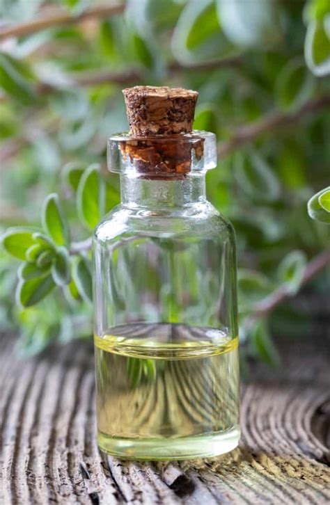 Marjoram Essential Oil Benefits, Uses, Side Effects and More - Dr. Axe