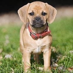 Puggle Puppies for Sale from Reputable Dog Breeders