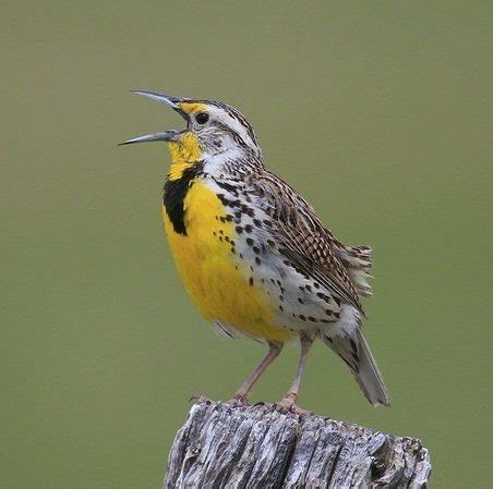 Western Meadowlark - Great Plains Nature Center