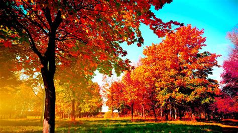 Autumn Trees - Manuela Wallpaper (41643616) - Fanpop