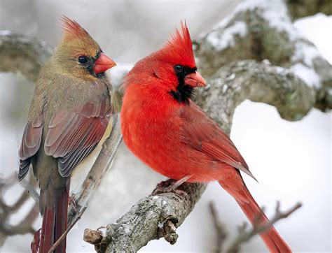 A PAIR OF CARDINALS ON SNOW COVERED BRANCH - a photo on Flickriver