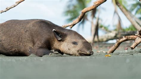 The Biologists and Activists Fighting to Save Endangered Tapirs in Costa Rica | Mental Floss