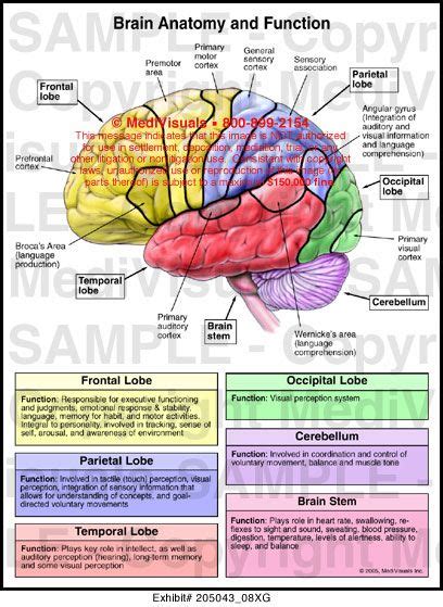 Brain Anatomy And Functions - ANATOMY