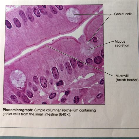 Simple Columnar Epithelium A Labeled Diagram And | Porn Sex Picture