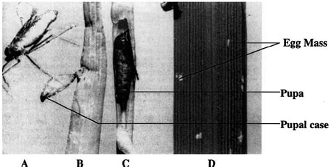 Stages in the life cycle of rice gall midge. ( A ) an adult rice gall... | Download Scientific ...