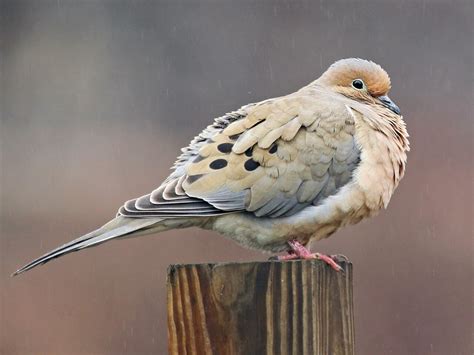 Mourning Dove - NestWatch