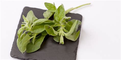 Marjoram Recipes - Great British Chefs