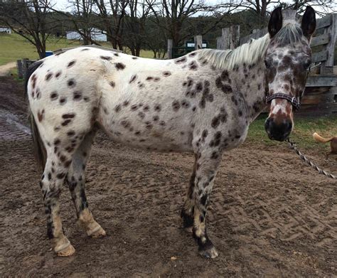 Introducing our new Appaloosa | Chapman Valley Horse Riding