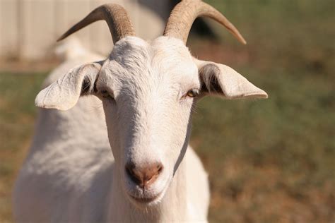 File:Goat face.jpg - Wikimedia Commons