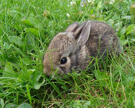 Wild baby bunnies are the cutest : r/aww