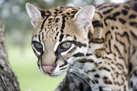 Habitat Fragmentation Impacts Ocelot Mating System | Caesar Kleberg Wildlife Research Institute