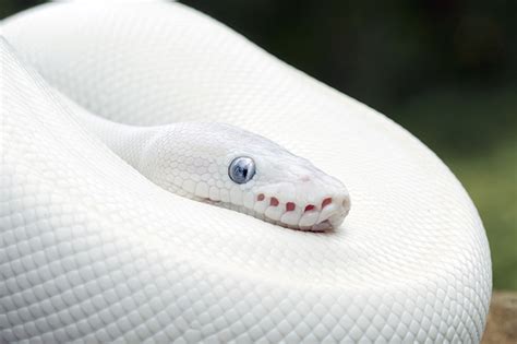 Leucistic VS Albino Reptiles | Reptile Shows of New England