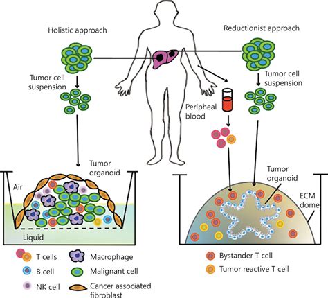 Tumor organoids for cancer research and personalized medicine | Cancer ...