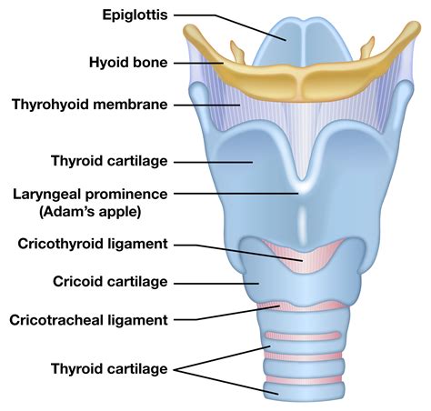 Anatomy Of Larynx Diagram