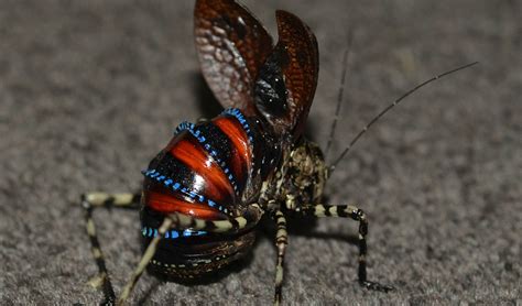 These shocking katydids are one of Australia’s weirdest insects - Australian Geographic