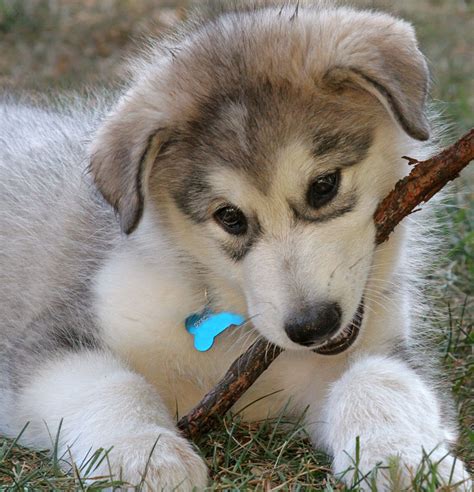 Alaskan Malamute with a stick photo and wallpaper. Beautiful Alaskan ...