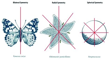 Radial And Bilateral Symmetry Diagram - Draw-metro