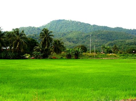 Pemandangan Suasana Pagi Di Kampung - Pekat Kabut Pagi Di Kaki Gunung Bawakaraeng Regional ...