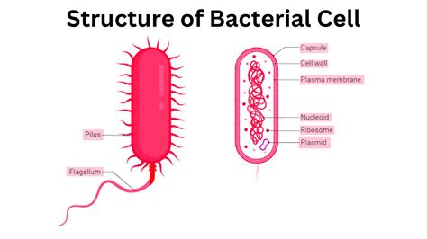 Bacterial Cell Structure