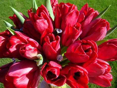 Red Tulips Bouquet