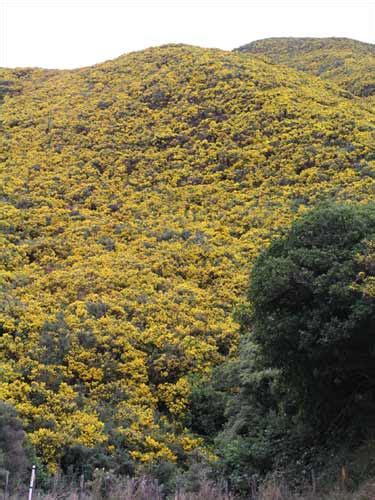 Flowering gorse – Weeds of the bush – Te Ara Encyclopedia of New Zealand