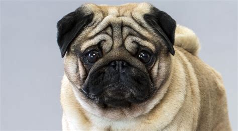 Pug Dog Breed Information - American Kennel Club