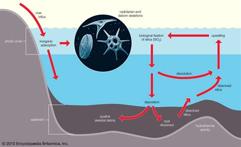 Marine ecosystem - Salinity, Temperature, Oxygen | Britannica