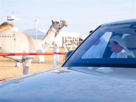 Video: Ajman Ruler visits camel racing and beauty contest | Uae – Gulf News