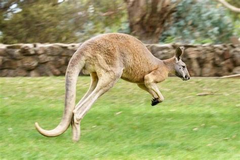 Kangaroo Jumping Stock Photos, Images and Backgrounds for Free Download