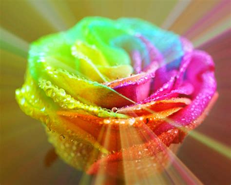 Rainbow Roses Wallpapers - 4k, HD Rainbow Roses Backgrounds on WallpaperBat