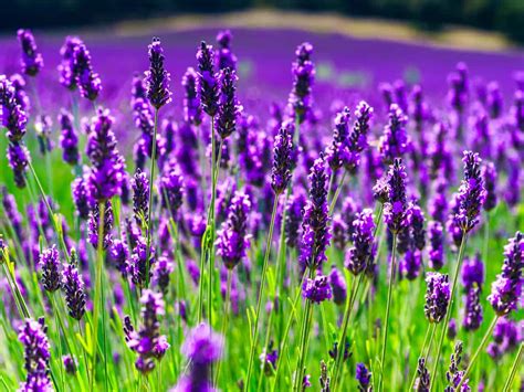 Lavender Full Sun - Lavender Plant