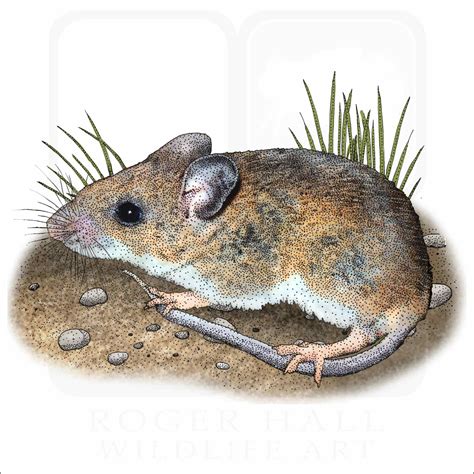 White-Footed Mouse - Signed Fine Art Print