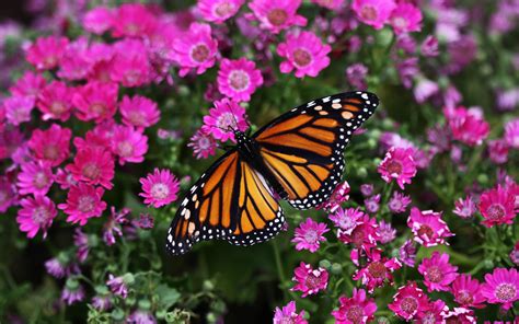 Monarch Butterfly in Bloom - HD Wallpaper