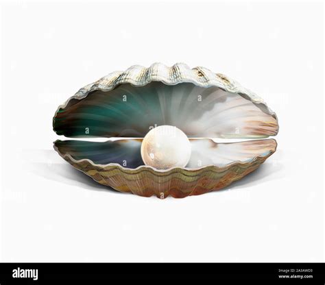 Pearl Oyster Shell