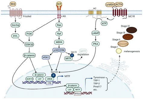 Selaginellin Inhibits Melanogenesis Via The MAPK Signaling, 59% OFF