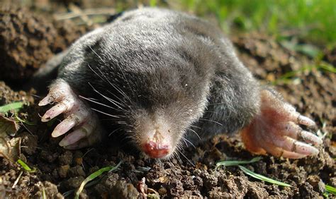 Mole Animal - All About The Tiny, Burrowing Mammal