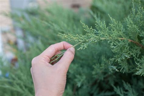 How to Trim Juniper Shrubs | Hunker