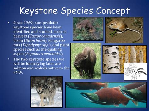 PPT - Keystone Species PowerPoint Presentation, free download - ID:356863