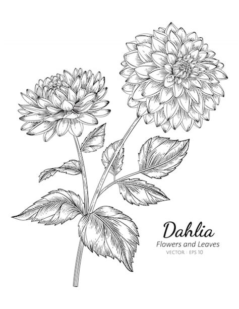 Premium Vector | Dahlia flower drawing illustration with line art on white backgrounds.