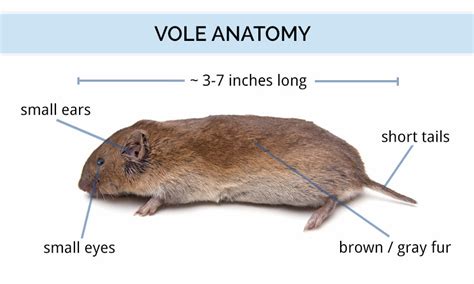 Vole Identification Guide | What Is A Vole, What Do They Eat & Look Like