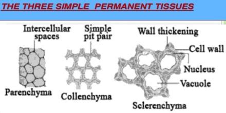 Permanent Tissue: Definition, Types and Characteristics - QS Study