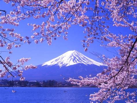 Spring Flower Garden Mount Fuji Lake Kawaguchi Wallpapers - Wallpaper Cave