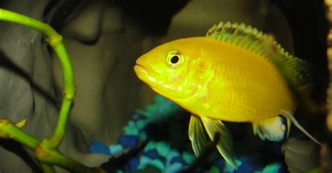 Electric Yellow Cichlid Care and Breeding - The Aquarium Club