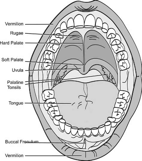 Elements of Morphology: Human Malformation Terminology