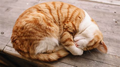 Cat Sleeping Positions When Sick | Flipboard