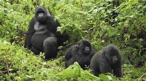 Types of mountain gorillas - gorilla types and species, gorilla tours