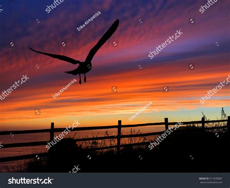 Bird Silhouette Ocean Sunset Stock Photo 511078087 : Shutterstock